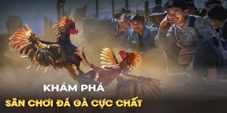 Cách Chơi Đá Gà GA28 Tại P3 - Hướng Dẫn Tối Ưu Cho Người Chơi