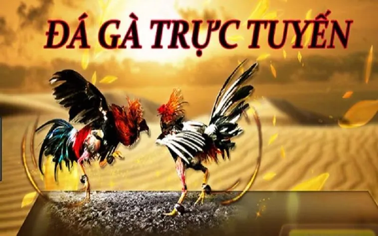 Cách Chơi Đá Gà 3D Tại P3 - Hướng Dẫn Chi Tiết Cho Người Mới